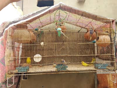 Pairrot With Cage For Sel