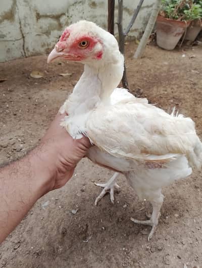 Heera female for sale