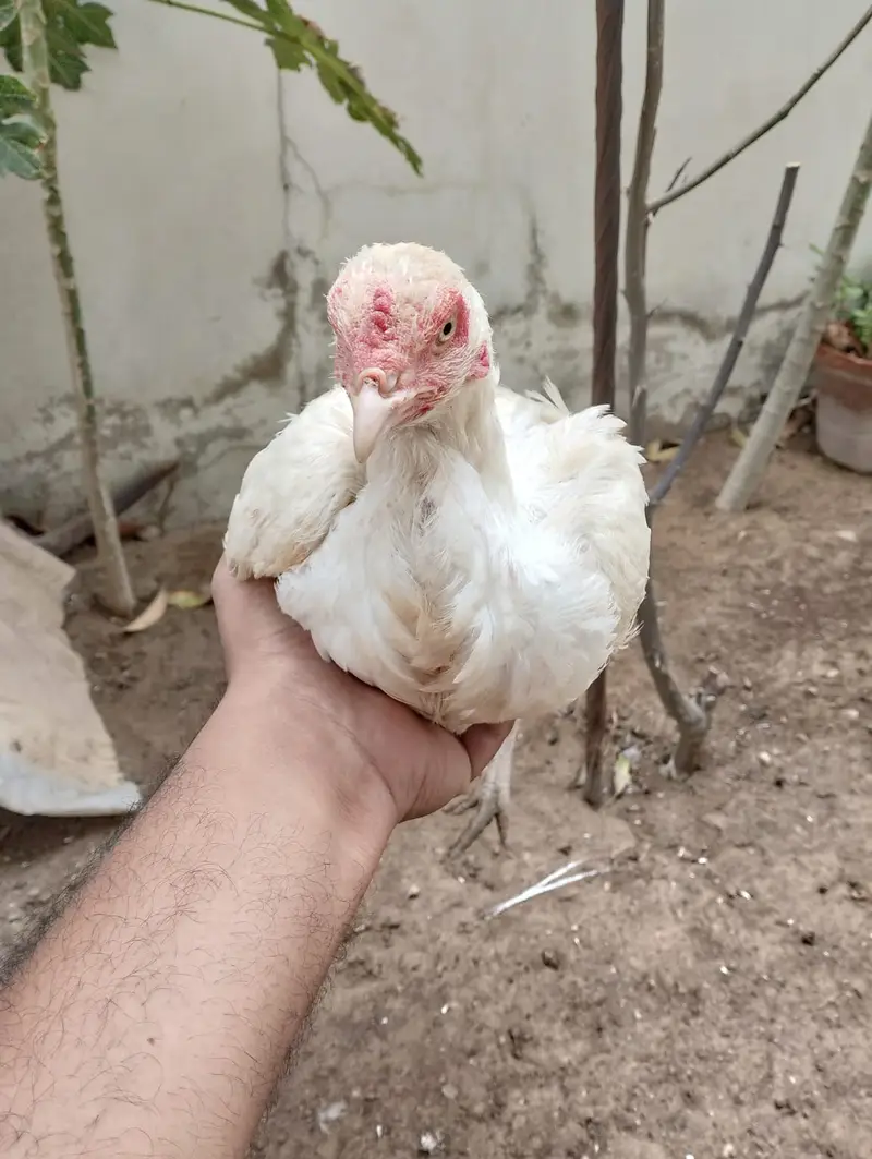 Heera female for sale — photo 2