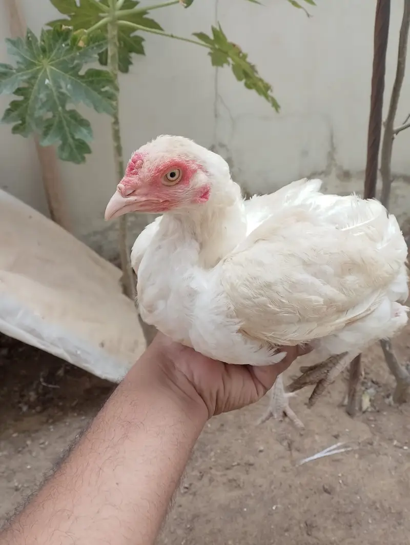 Heera female for sale — photo 3