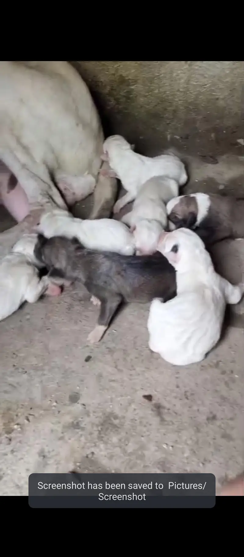 gultair pink nose wli female crose bully dog sy huii aa 9 puppuy a — photo 8