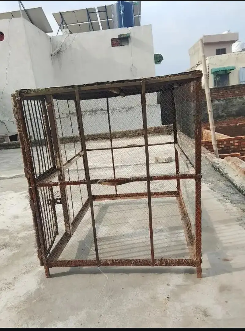 HENS HOUSE PINJRAA — photo 3