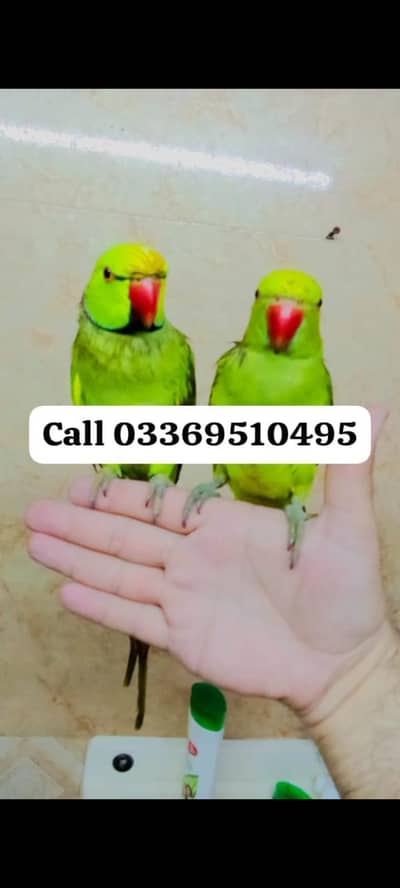 Green ringneck parrots Handtame pair