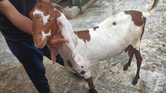 Ghabhan Bakri 4 dant