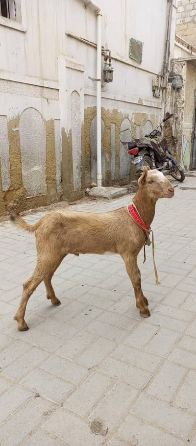 teddy bakra