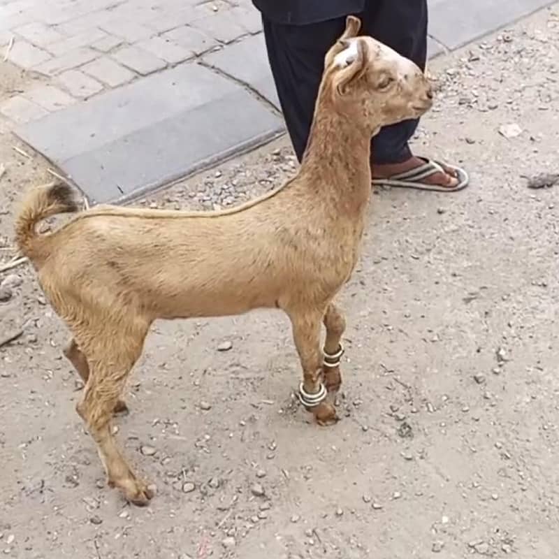 teddy bakra 1
