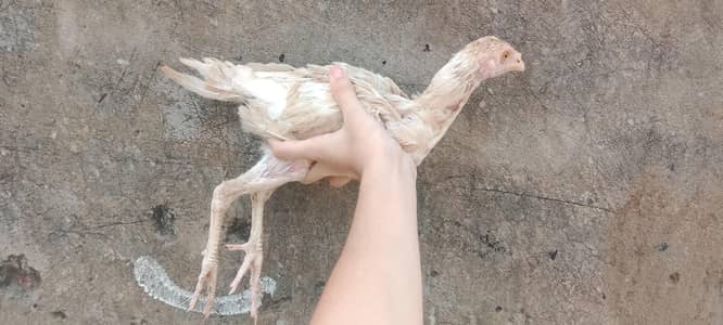 heera for sale