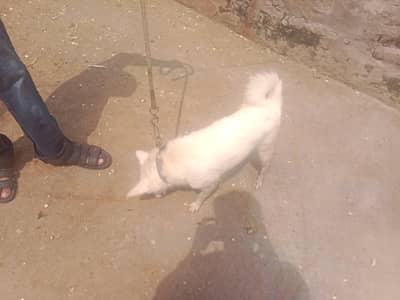 Russian dog for sale
