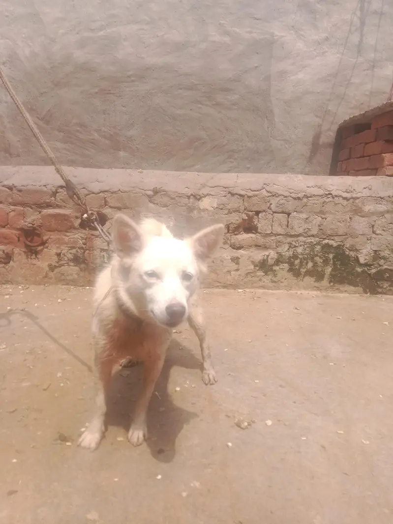 Russian dog for sale — photo 2