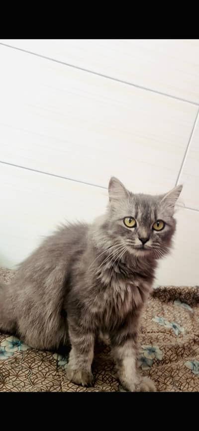 Persian Cat