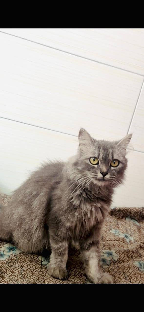 Persian Cat 0