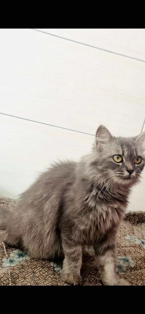 Persian Cat — photo 2