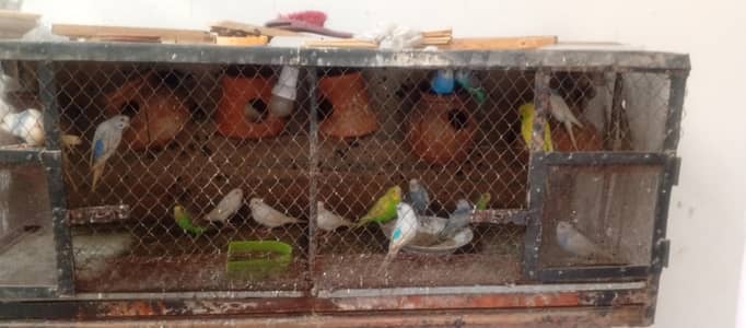 Australian parrots