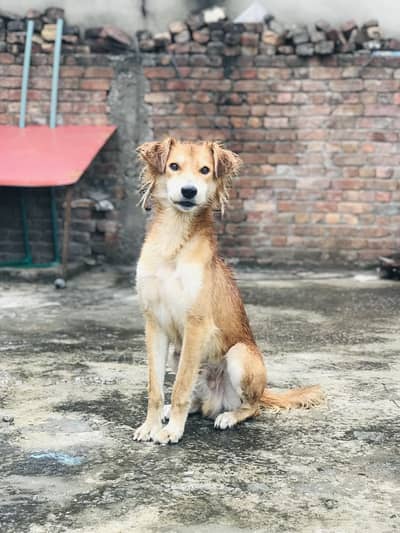 Bakarwali dog male