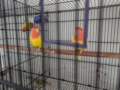 2 pairs love birds