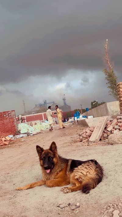 German Shepherd