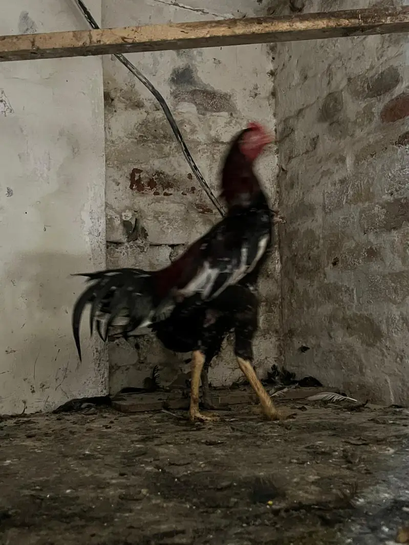 Home breed Aseel and Golden Misri farming — photo 2