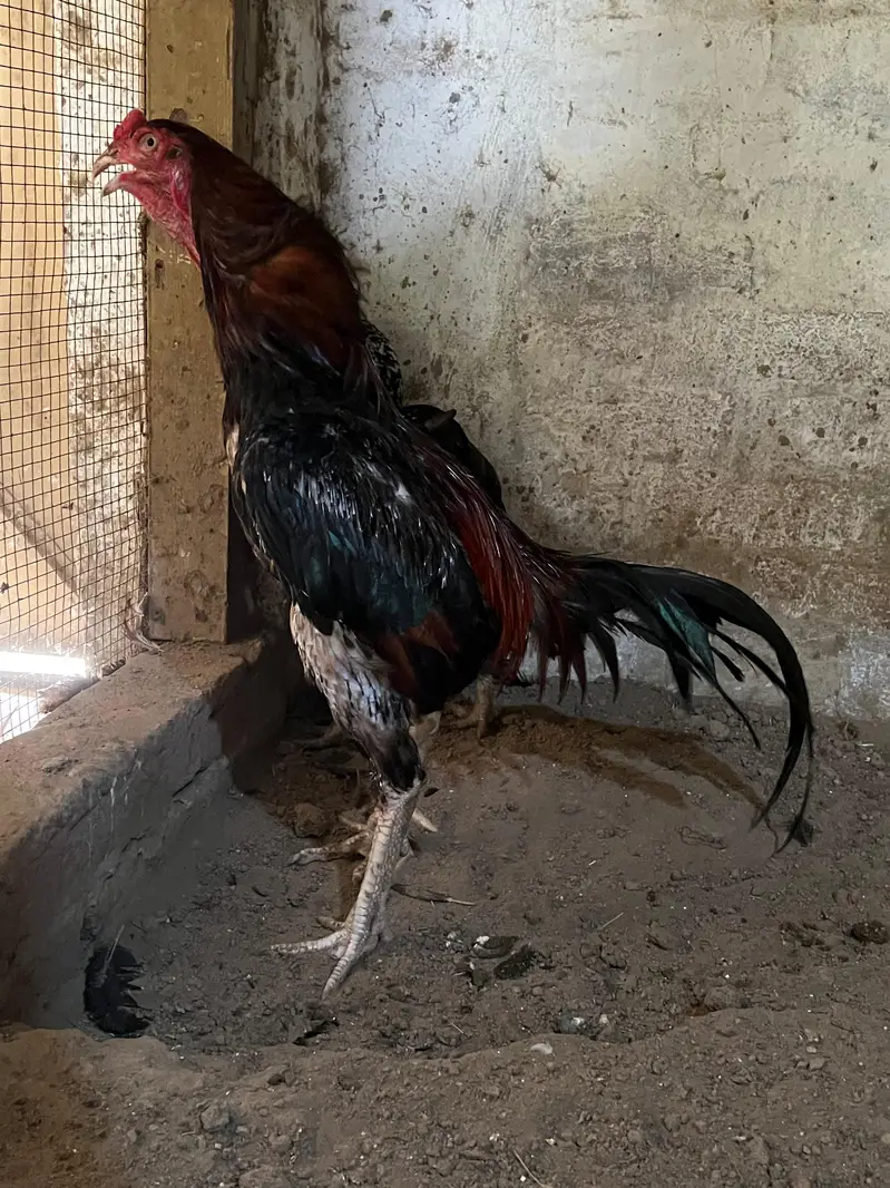 Home breed Aseel and Golden Misri farming — photo 3