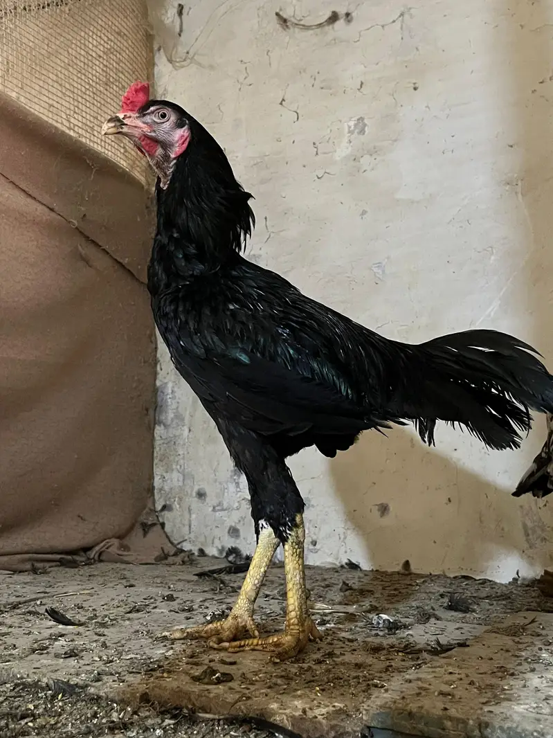 Home breed Aseel and Golden Misri farming — photo 4