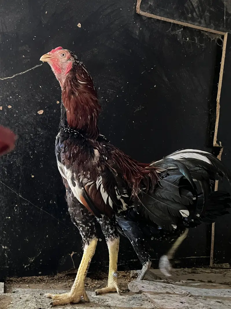 Home breed Aseel and Golden Misri farming — photo 5