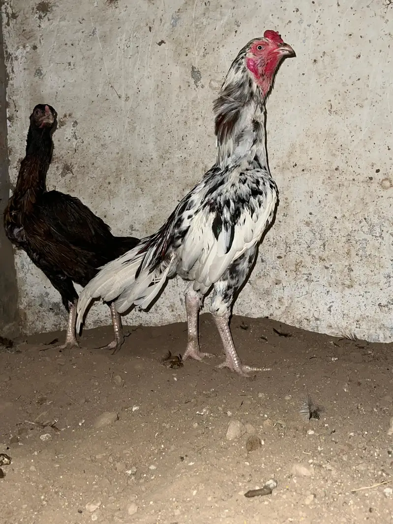 Home breed Aseel and Golden Misri farming — photo 6