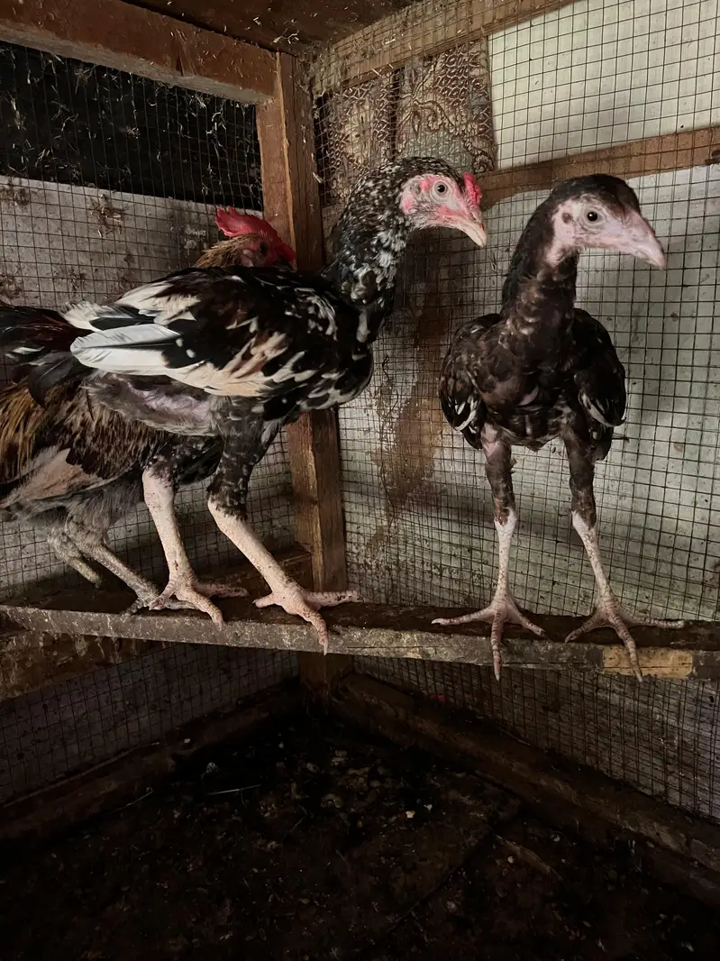 Home breed Aseel and Golden Misri farming — photo 7