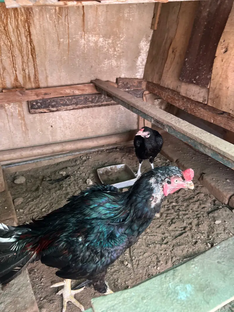 Home breed Aseel and Golden Misri farming — photo 8