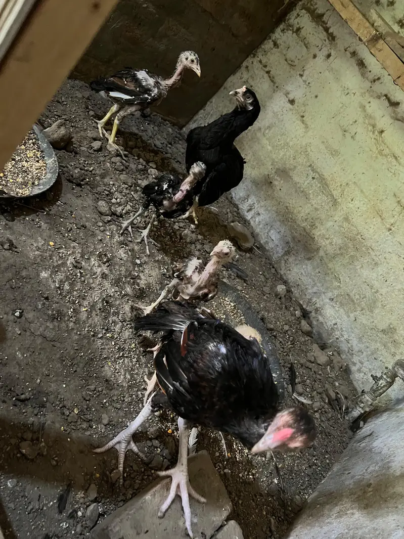 Home breed Aseel and Golden Misri farming — photo 9