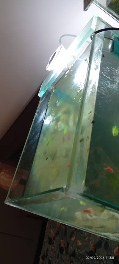 Full aquarium setup