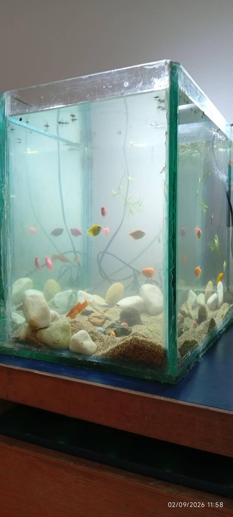 Full aquarium setup 1