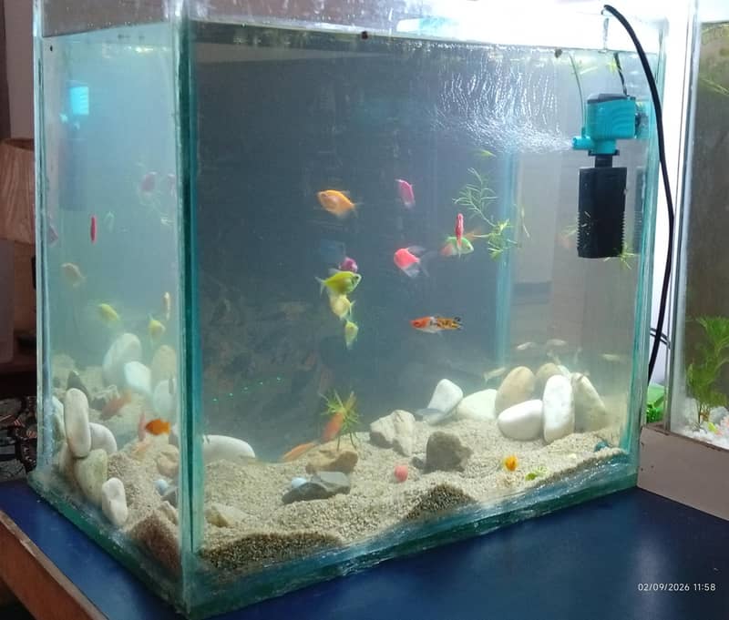Full aquarium setup 2