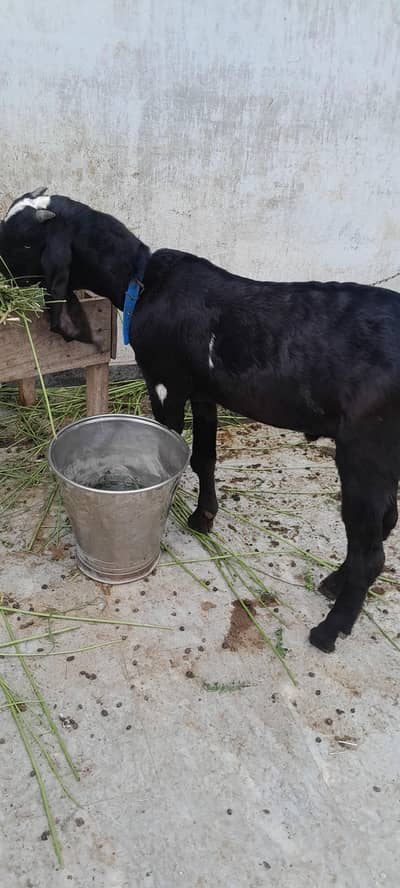 1 bakra or 1 bakri