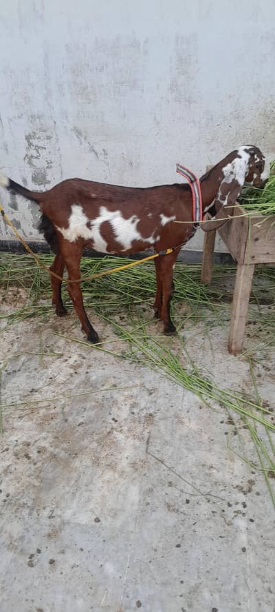 1 bakri