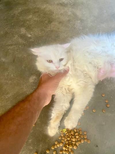 Persian cat far sale healthy active beautiful cat 