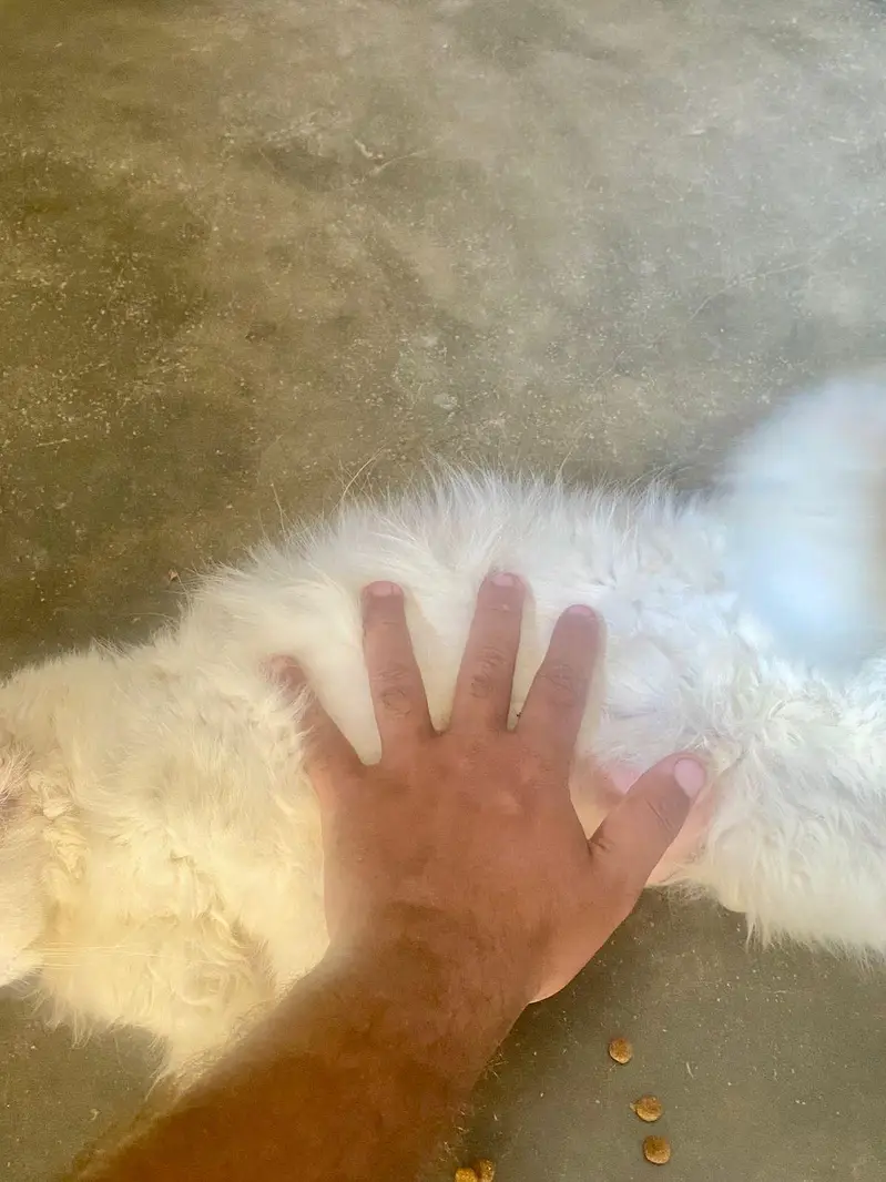 Persian cat far sale healthy active beautiful cat  — photo 2