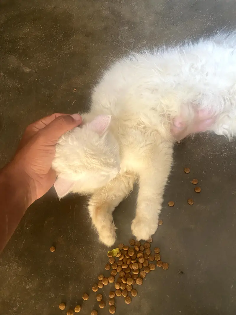 Persian cat far sale healthy active beautiful cat  — photo 3