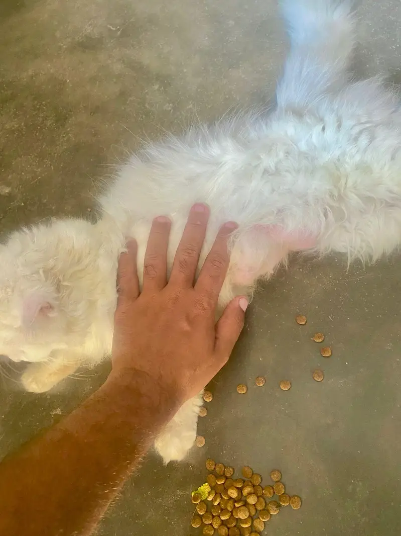 Persian cat far sale healthy active beautiful cat  — photo 4