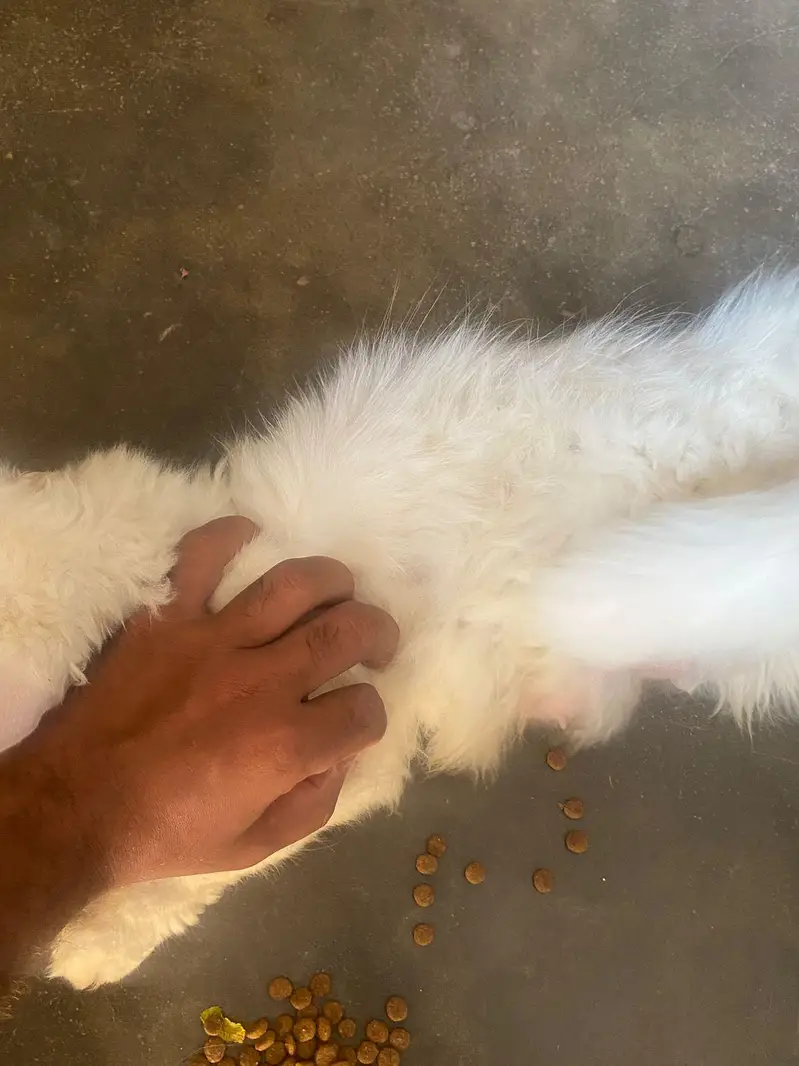 Persian cat far sale healthy active beautiful cat  — photo 5