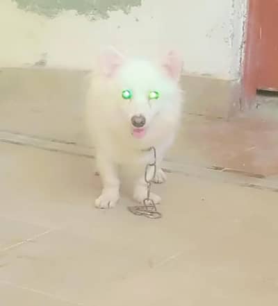 russain o siez femle for sale