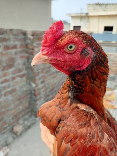 2 aseel Peele patha for sale location WAH CANTT barrier 3 03125641760