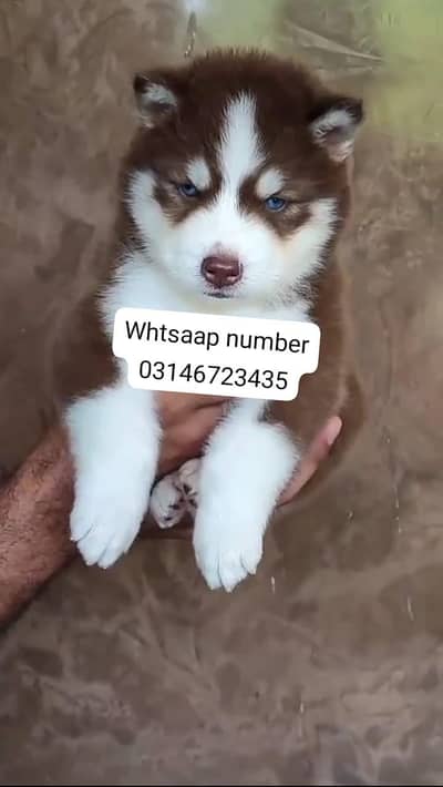 Siberian husky fore sale