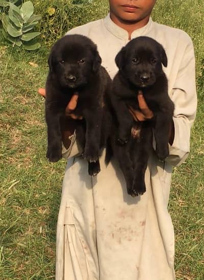 Black Garman shepherd pair