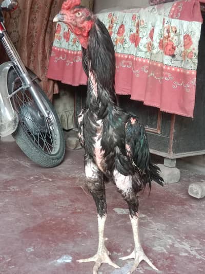 high quality long hight no chat cal or watsap