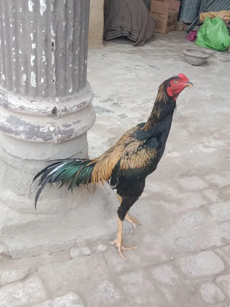 high quality long hight no chat cal or watsap — photo 7