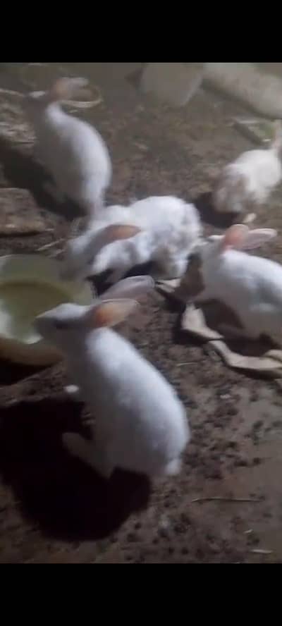8 rabbits for sale