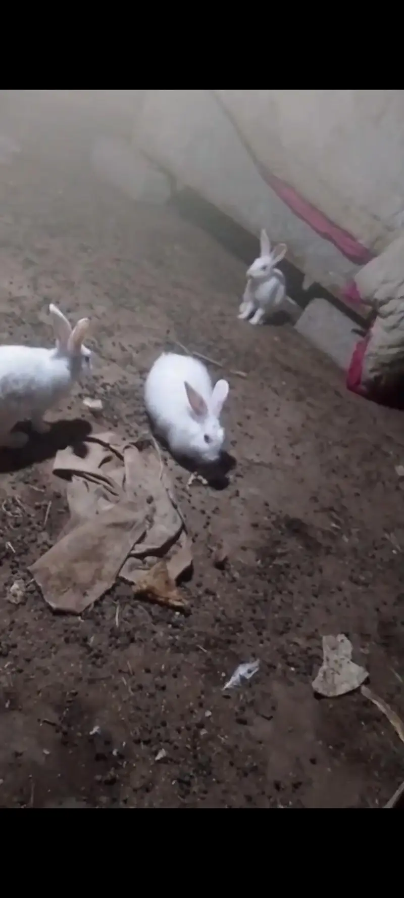 8 rabbits for sale — photo 2