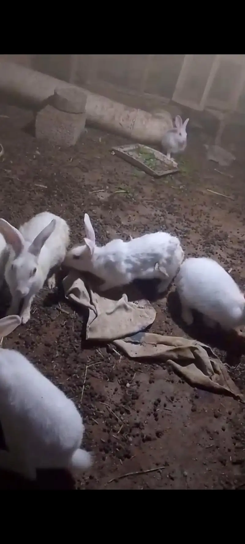8 rabbits for sale — photo 3