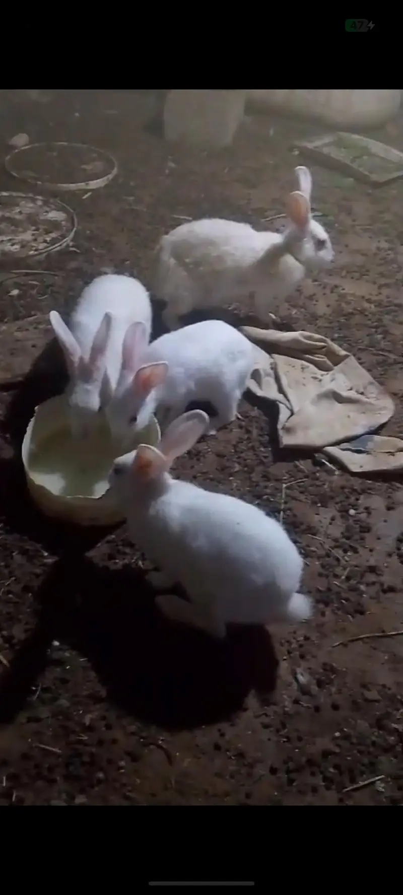 8 rabbits for sale — photo 4