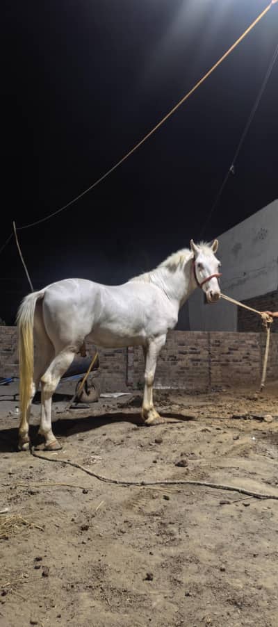 Horse for sale