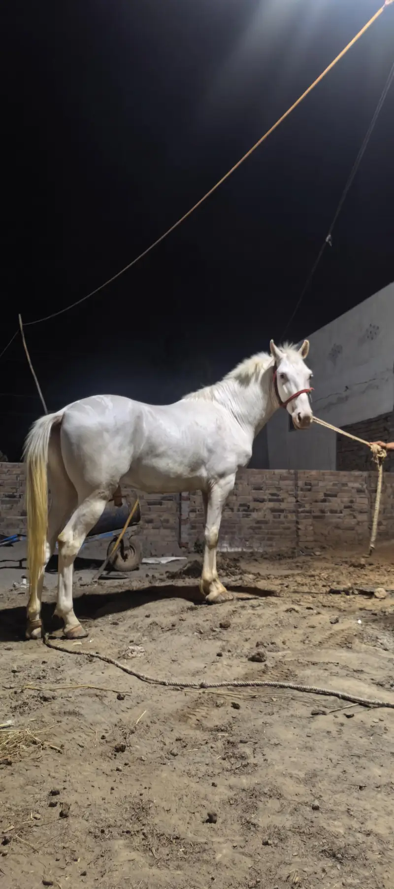 Horse for sale